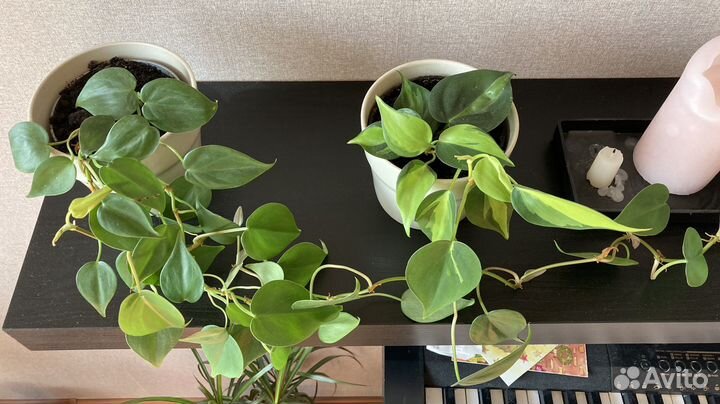 Филодендроны