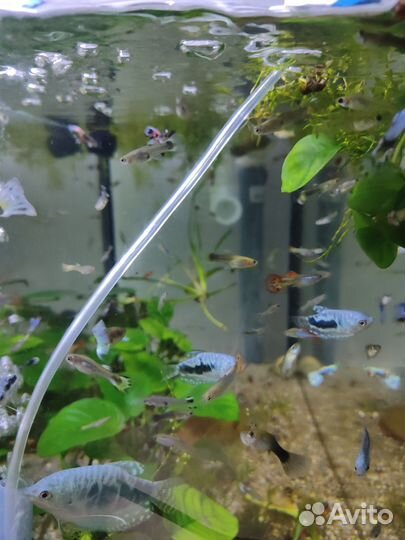 Аквариумные рыбки