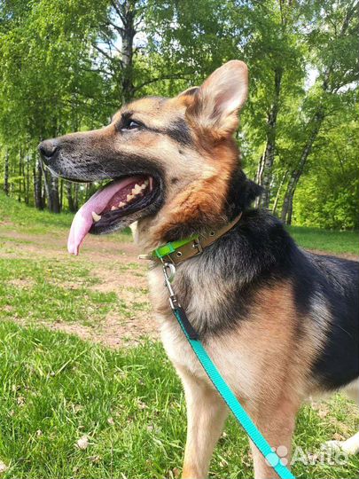 Шанс для Мухтара