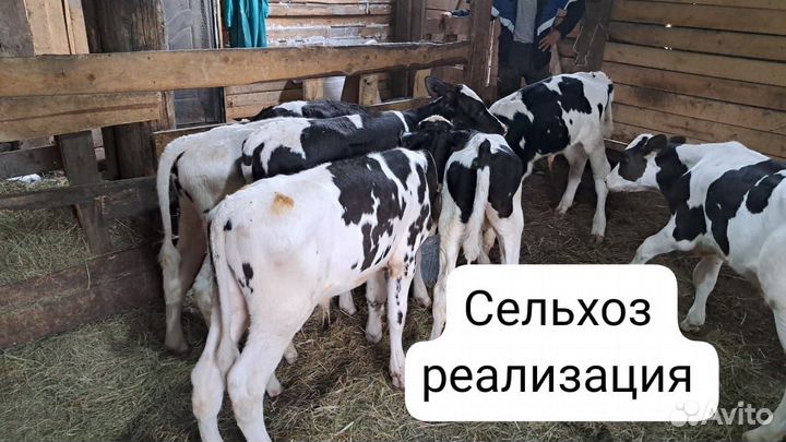 Телята бычки