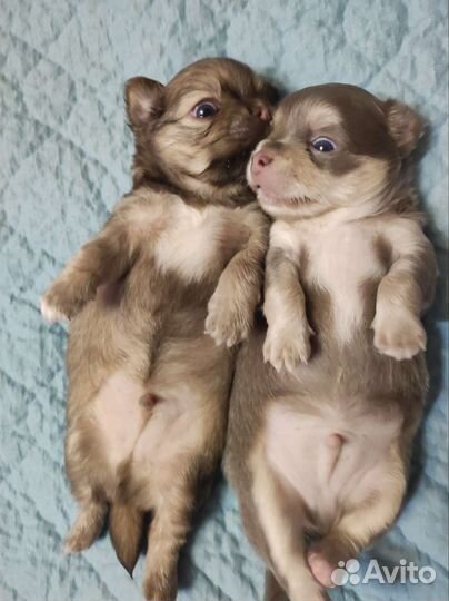 Щенки Чихуахуа