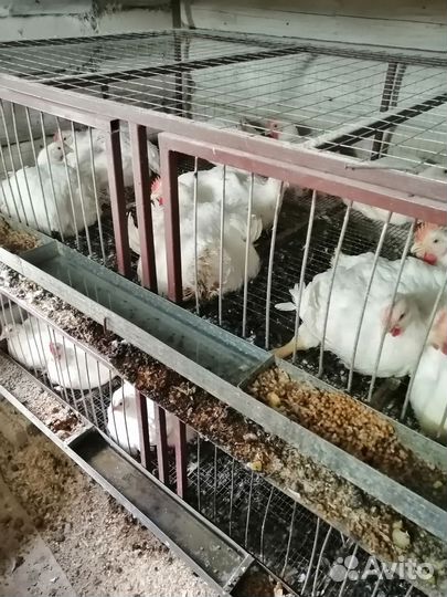 Клетки для броллеров