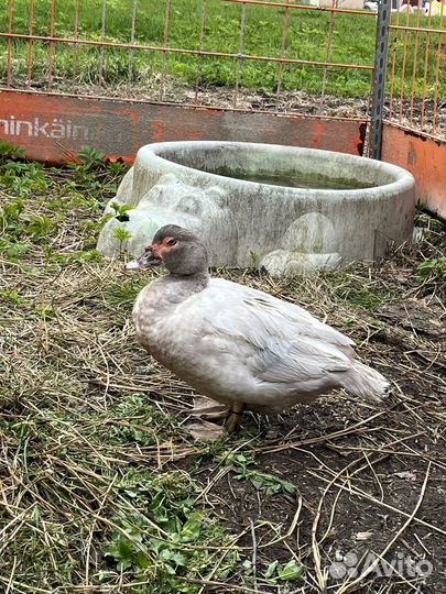 Мускусные утки тяжелые линии