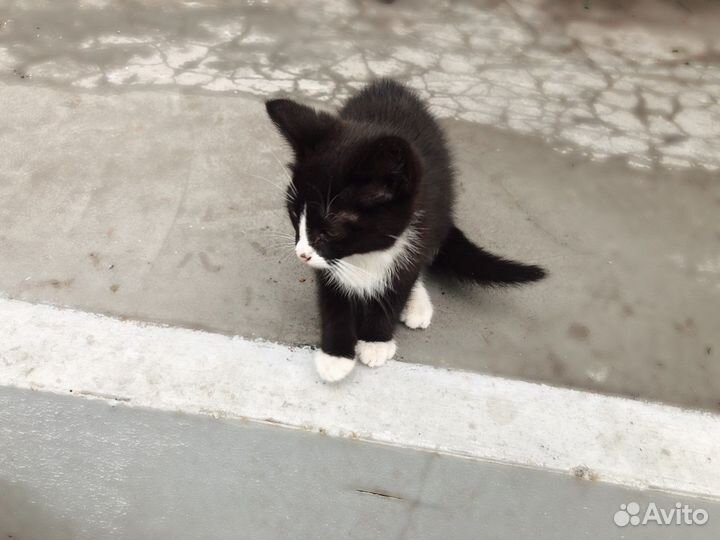 Котята в добрые руки руки бесплатно