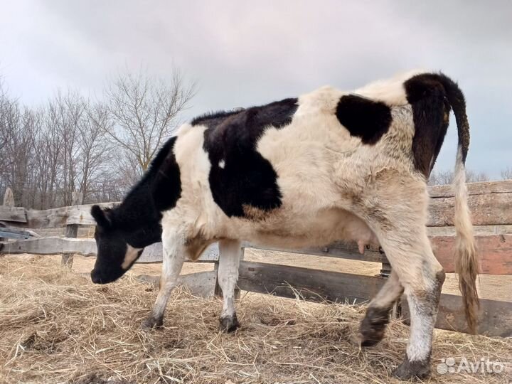 Корова высокоудойная