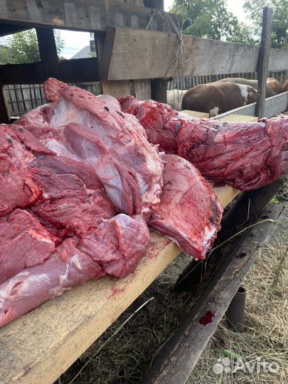 Мясо на корм собакам