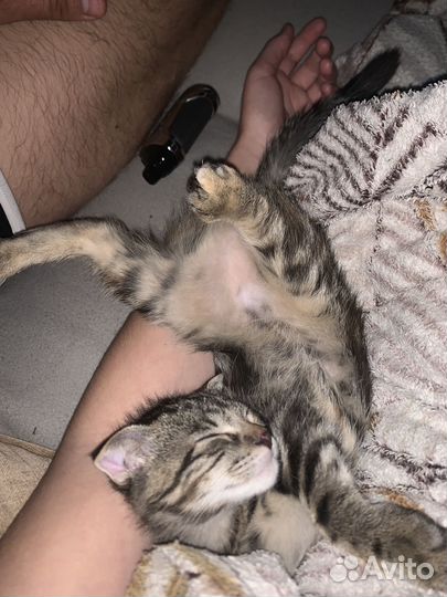 Кошки вислоухие