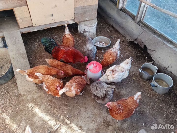 Домашние куриные яйца