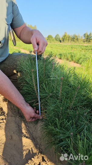 Саженцы сосны и ели окс от производителя