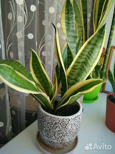 Сансевиерия