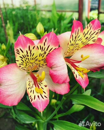 Живые Цветы.Альстромерия.Букеты