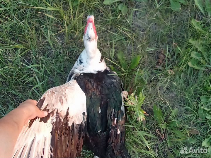 Молодой селезень индоутки