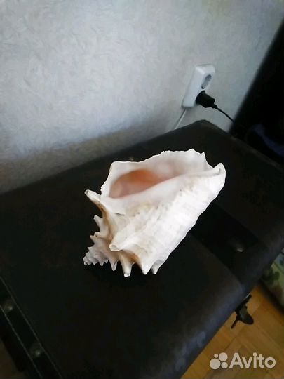 Ракушка большая