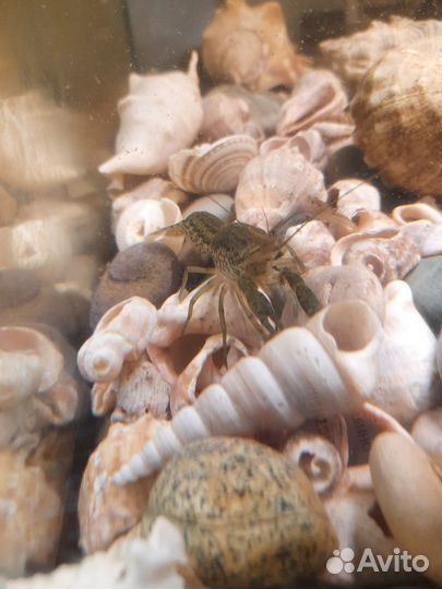 Мраморные раки и улитки