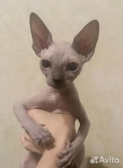 Кошечки и котики 2 месяца