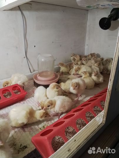 Индюшата биг-6