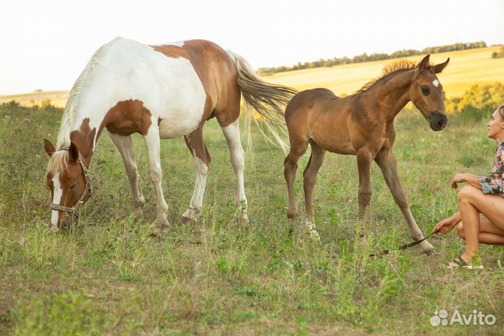 Лошади кросс андалуз