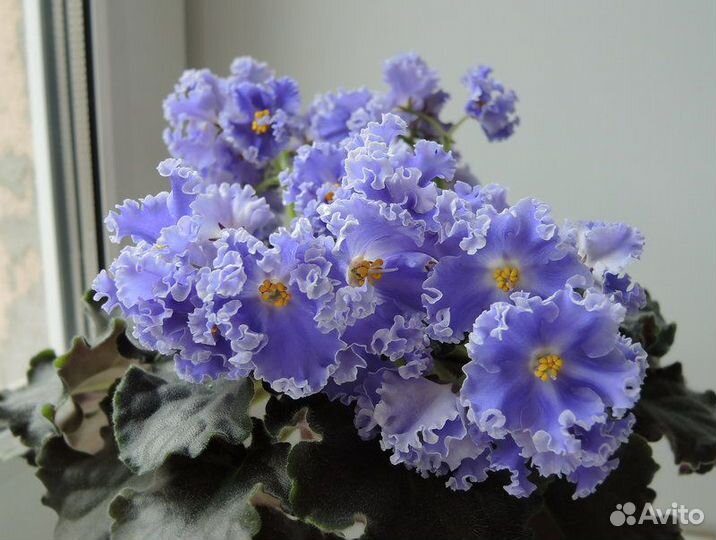 Детки сортовых фиалок