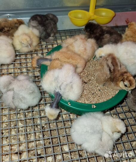 Цыплята Шелковых кур