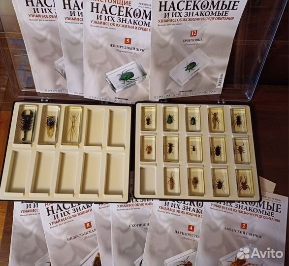 Коллекция Насекомые и их знакомые