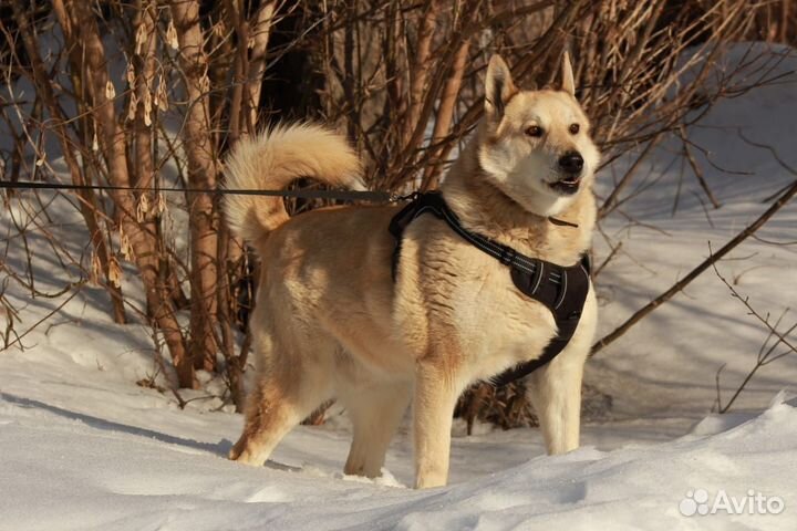 Западно сибирская лайка