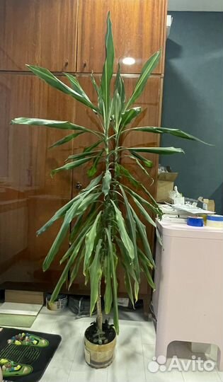 Драцена с широкими листьями