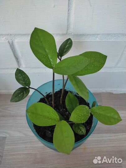 Долларовое дерево - Замиокулькас