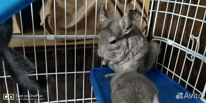 Чудесные ручные детки шиншилл 2 месяца