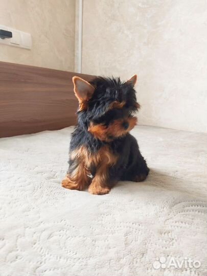 Йоркширский терьер щенки