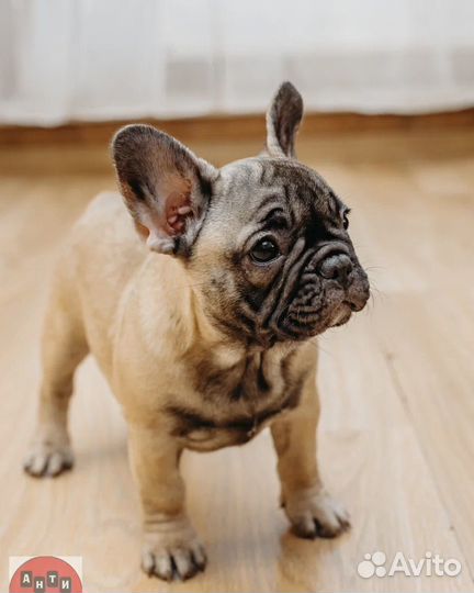 Французский бульдог