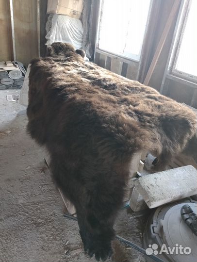 Шкура медведя имитация