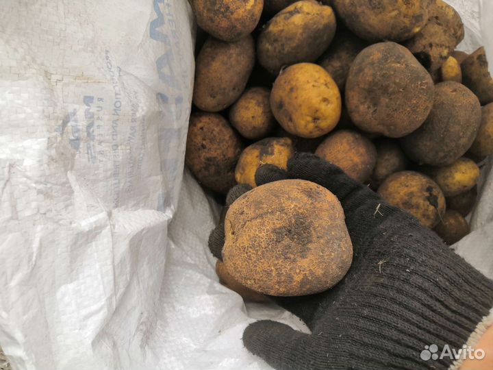 Картофель на еду