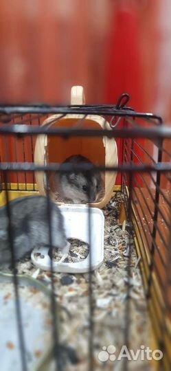 Клетка для хомяка, хомяк