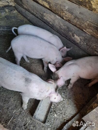 Поросята породы ландрас чистопородный