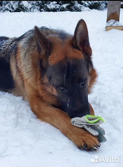 Вязка немецкая овчарка