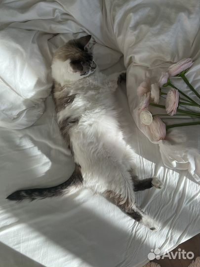 Кошка в дар бесплатно