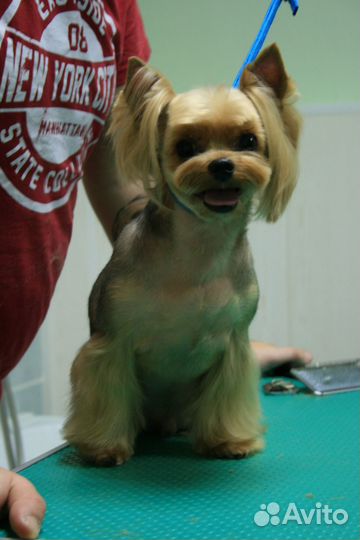 Ветеринар на дом. Ветеринарный врач