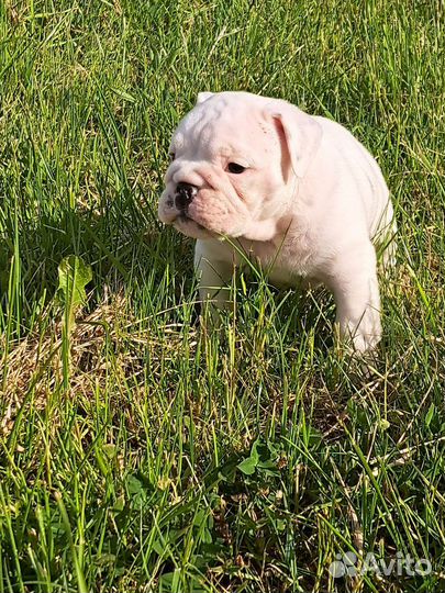 Английский бульдог