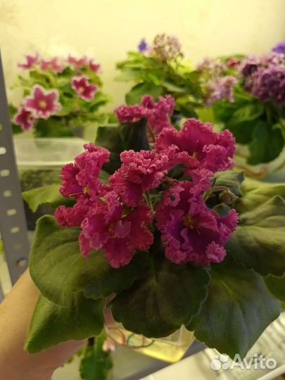 Фиалка сортовая лист