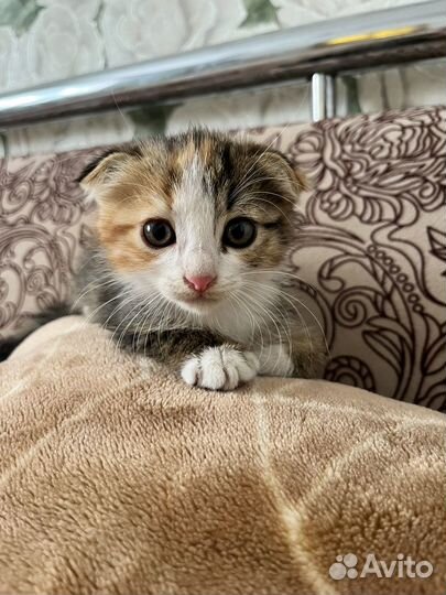 Шотландская вислоухая кошка
