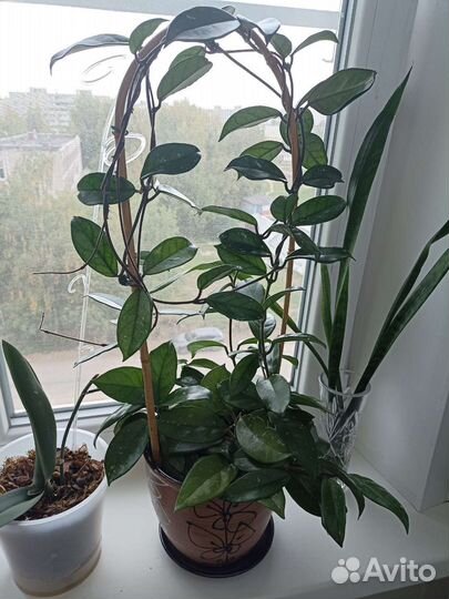 Хойя восковой плющ