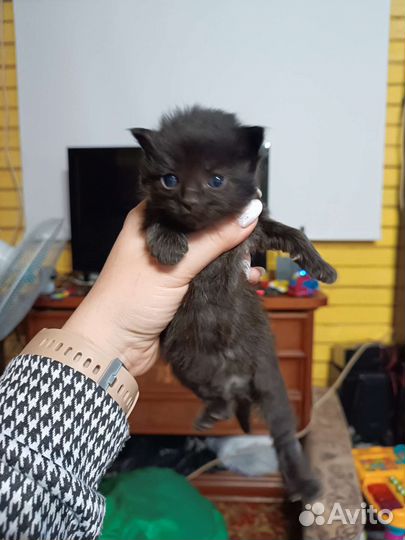 Кошка в дар бесплатно