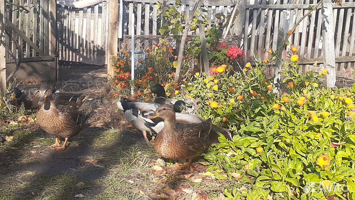 Дикие подсадные утки