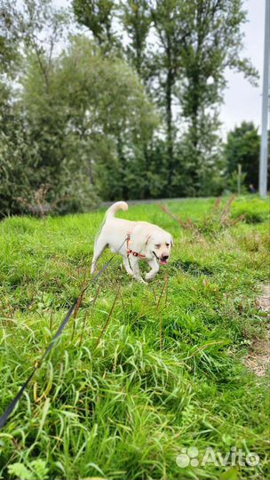 Выгул собак догситтер