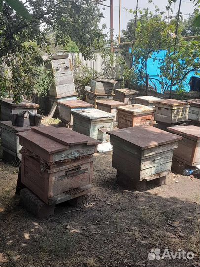 Продам пчелосемьи с уликами