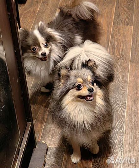 Взрослые девочки шпица