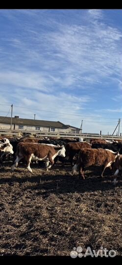 Телки 2023 года