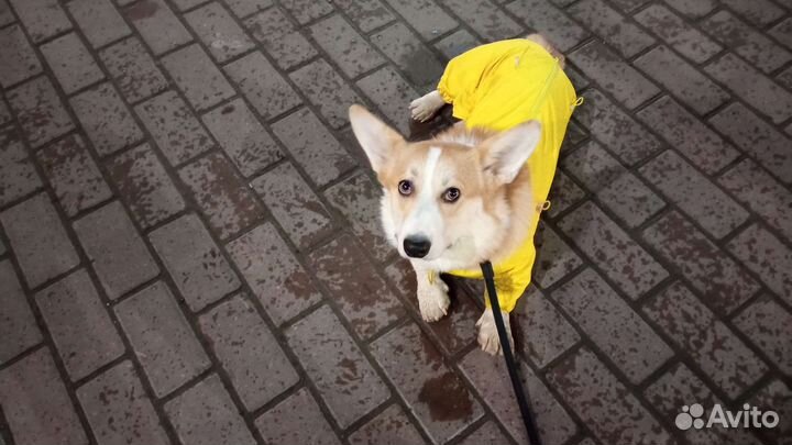 Комбинезон на собаку (корги). Торг уместен