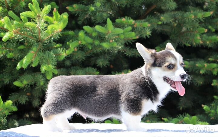 Щенок корги