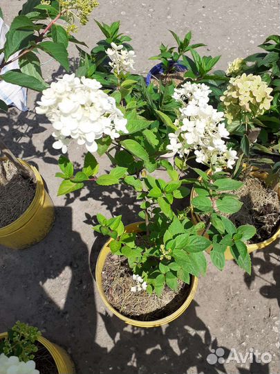 Гортензия метельчатая Пастель Грин